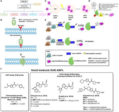 Recent Developments in Cell Permeable Deubiquitinating Enzyme Activity-Based Probes